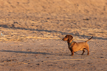 dachshund dog on an evening walk, dog walking on the beach