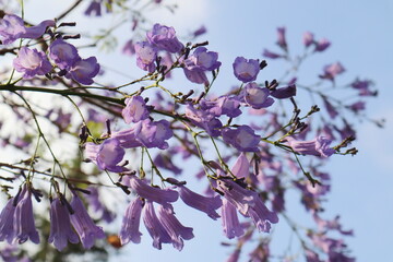 blossom of jacaranda  in spring