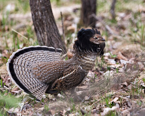 Partridge Stock Photos. Grouse struts mating plumage.  Mating season. Fan tail. Brown colour feathers plumage. Spring season. Image. Portrait. Picture.