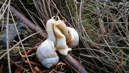 Weinbergschnecken