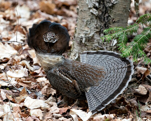 Partridge Stock Photos. Grouse struts mating plumage.  Mating season. Fan tail. Brown colour feathers plumage. Spring season. Image. Portrait. Picture.