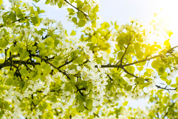 Beautiful nature scene with blooming orchard