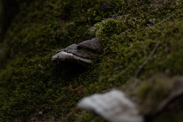 Champignon sur tronc 01