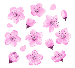 Cherry blossom flowers set