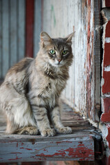 Gray cat with green eyes