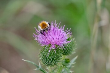 Distelblüte mit Hummel