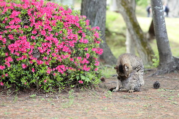 花と猫と松ぼっくり