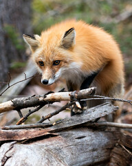 Red Fox Photo Stock. Fox Image. Head close-up profile view with a blur background in its environment and habitat. Picture. Portrait. Photo. Head Shot.