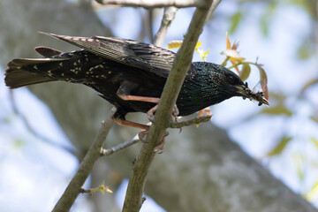 Mother starling with insects in it beak. On the photo we can see starling bird, which carryed eat for it children.
