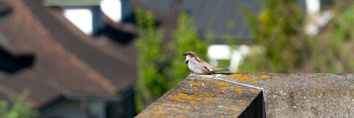 sparrow on the edge