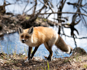 Red Fox Photo Stock. Fox Image. Close-up profile view in the springtime with blur water background...