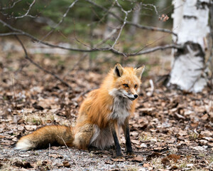 Red Fox Photo Stock. Fox Image. Close-up profile view sitting on brown leaves in the spring season displaying fox tail, fur, in its environment and habitat with a blur background. Picture. Portrait.