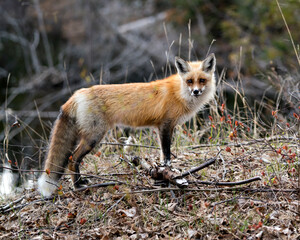 Red Fox Photo Stock. Fox Image. Close-up profile side view in the spring season with blur background and enjoying its environment and habitat. Picture. Portrait.
