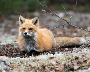 Red Fox Photo Stock. Fox Image. Resting on white moss with a blur background in the spring season displaying fox tail, fur, in its environment and habitat. Looking.
