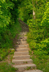 stairs between trees