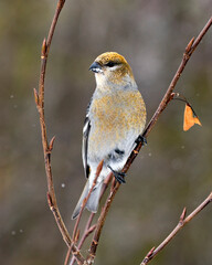 Pine Grosbeak Stock Photo. Pine Grosbeak close-up profile view, perched  with a blur background in its environment and habitat. Image. Picture. Portrait.