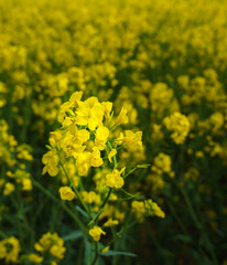 bright yellow rapeseed flowers in front of a blurred field of rapeseed