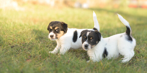 Puppy 6 weeks old playing together in an green meadow. Breed - very small Jack Russell Terrier baby dogs