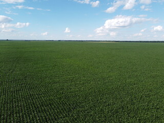 Huge cornfield on a sunny summer day, aerial view. Blue sky over green farm field, landscape.