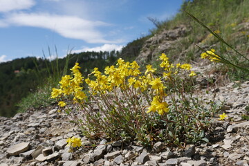 Gelbes Sonnenröschen auf Felsen