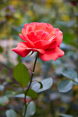 A close - up view of a scarlet rose flower with a beautiful bokeh in the background.