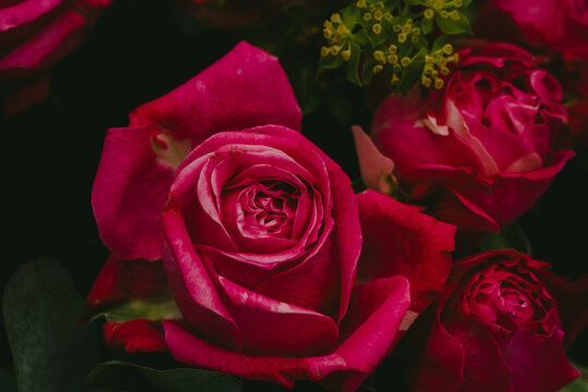 44 227 Best Rose Rouge Images Stock Photos Vectors Adobe Stock