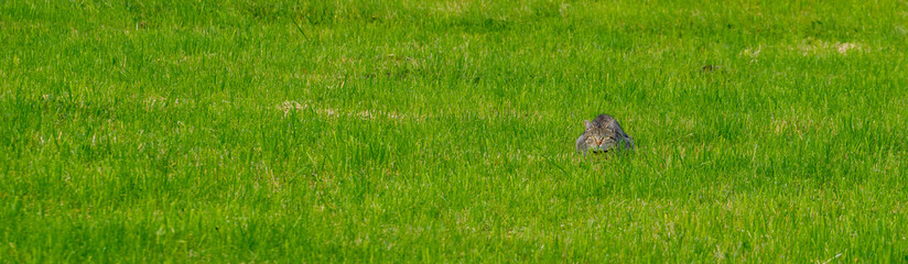 cat in the grass hunting