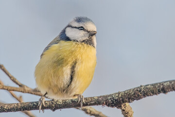 Blaumeise im Sonnenschein