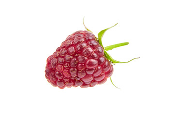 Fresh raspberry fruit isolated on white background. Single red raspberry
