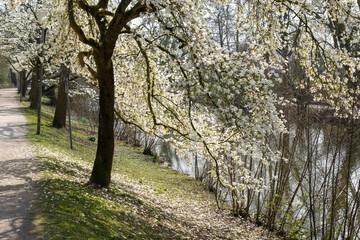 Fototapeta premium Blühende Magnolienbäume im Park, Münsterland, Nordrhein-Westfalen, Deutschland, Europa