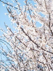 Spring cherry plum blossom. White flowers of blomming trees on blue sky background