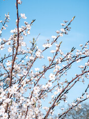 Spring cherry plum blossom. White flowers of blomming trees on blue sky background