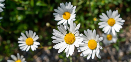 white daisies in a field