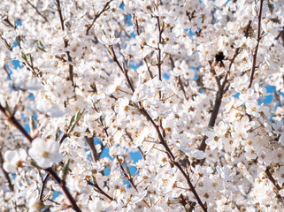 Spring cherry plum blossom. White flowers of blomming trees on blue sky background