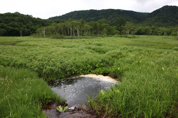 Fototapeta na wymiar 7月の尾瀬の風景。雨の降る湿原。