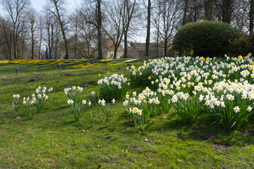 Park mit blühenden Narzissen (Narcissus), Münsterland, Nordrhein-Westfalen, Deutschland, Europa