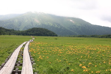 7月の尾瀬の風景。雨の降る湿原。湿原に群生するニッコウキスゲ。