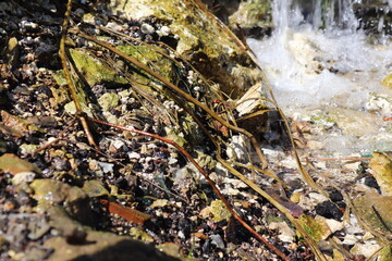 summer sticks and rocks on the ground near waterfall