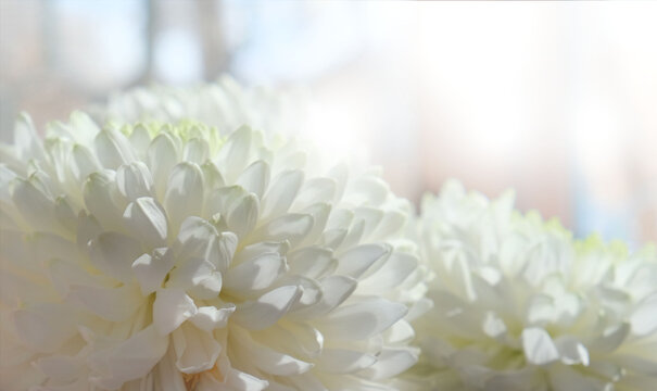 Closeup of white chrysanthemum flowers with soft light. Delicate flowers as background for design.  flowers in spring and summer.