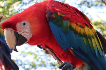 Colorful red macaws sitting on a branch in the jungle, wild aras watching you with his curious eyes, animal wild life picture in america 