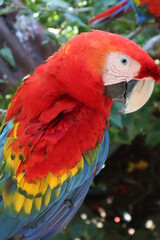 Colorful red macaws sitting on a branch in the jungle, wild aras watching you with his curious eyes, animal wild life picture in america 