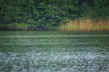 Spring pond level with forest background and heron