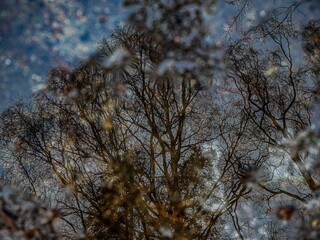 Rainy day in the forest