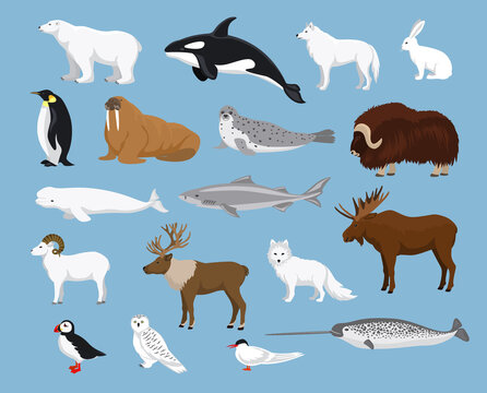 Arctic animals collection with reindeer, orca, narwhal, shark, musk ox, fox, wold, puffin, tern, moose, walrus, penguin, beluga whale, hare, polar bear, harp seal, dall sheep, snowy owl