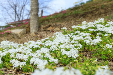 白いシバザクラの花
