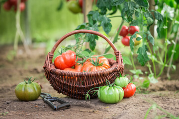 Healthy tomatoes in greenhouse. Homegrown agriculture in Poland.