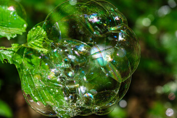 soap bubbles on the leaves