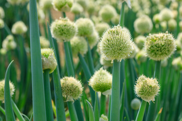 Obraz premium 葱の花（ネギ坊主）