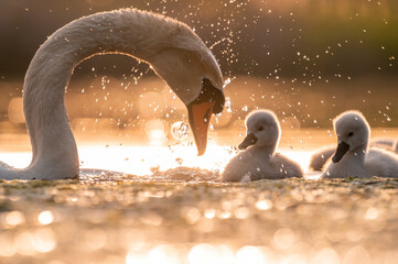 Mute swan playing with baby swans at golden hour light on the lake © Kozma