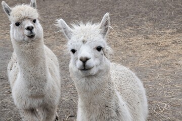 Geschwister - Zwei junge,  niedliche ,weiße Lamafohlen  - In Südamerika werden ewa 3 Millionen Lamas als Haustiere gehalten- Genutzt werden das Fell, das Fleisch und die Transportleistung der Lamas. - obrazy, fototapety, plakaty